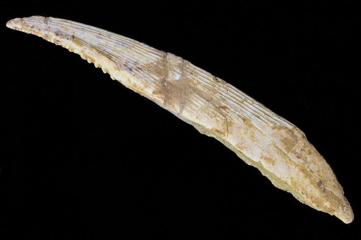 Hybodus Shark Dorsal Spine - Cretaceous #73123